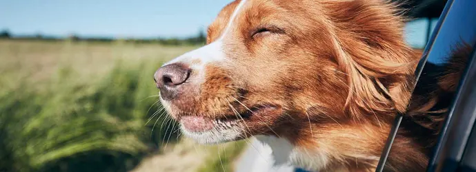 Reizen met een hond die zijn kop uit een autoraam steekt